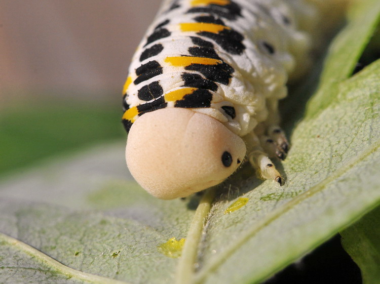 Larva di Cimbicidae?